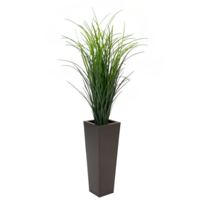 Tall Grass Plant