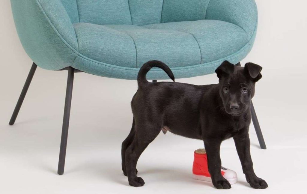 Black puppy standing in front of chair