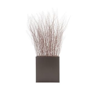 Birch Twigs Plant