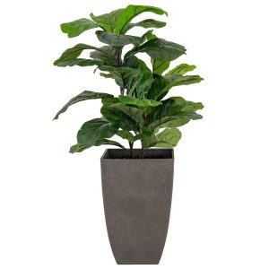 Fig Plant