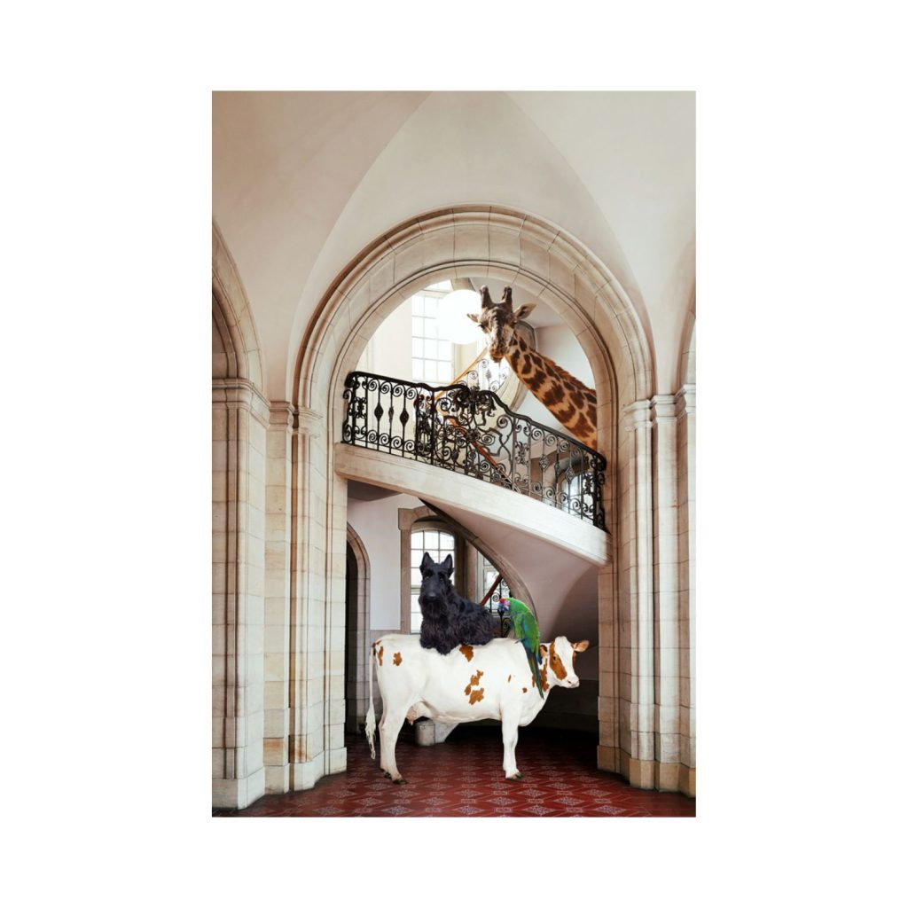 Peeking Giraffe Wall Art
